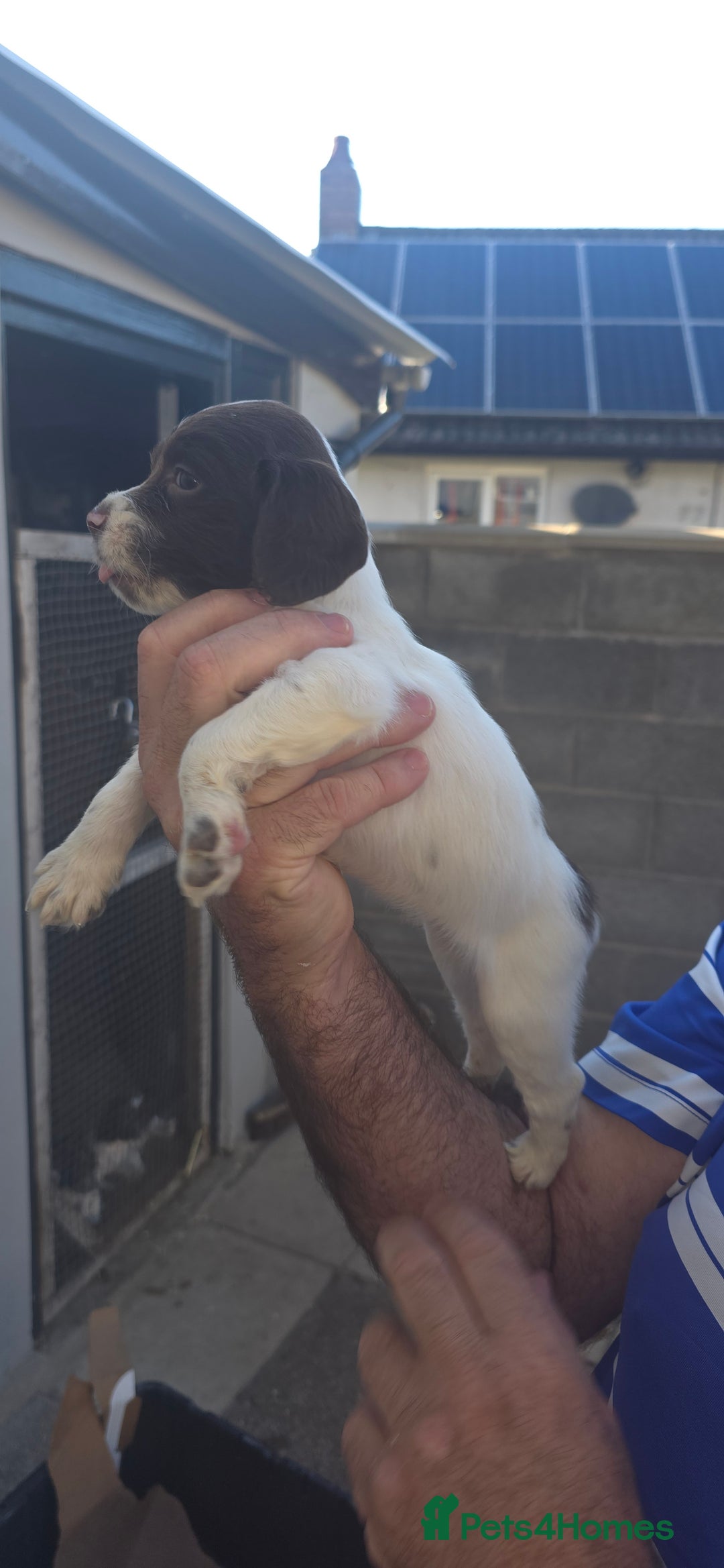 English Springer Spaniel dogs for sale: KC Working English Springer Spaniel Puppies - Image 4