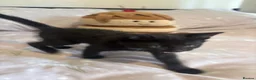 Domestic Shorthair cats for sale: 3 black kittens  - Advert 14
