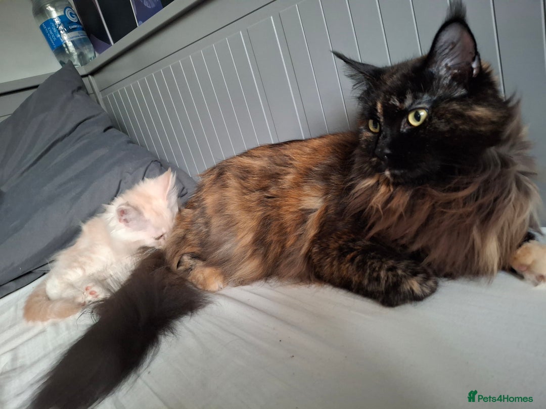 Maine Coon cats for sale: Gorgeous kittens  - Image 2