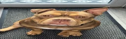 American Bully dogs for sale: Rolo (tri-choc pocket bully) in Bolton - Advert 5