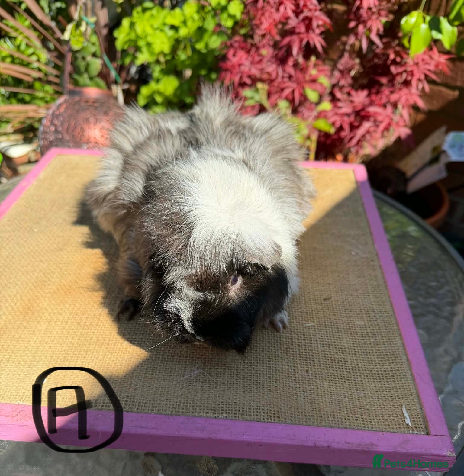 Guinea Pig rodents Various Guinea Pigs Available - Advert 2