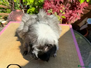 Guinea Pig rodents Various Guinea Pigs Available - Advert 1