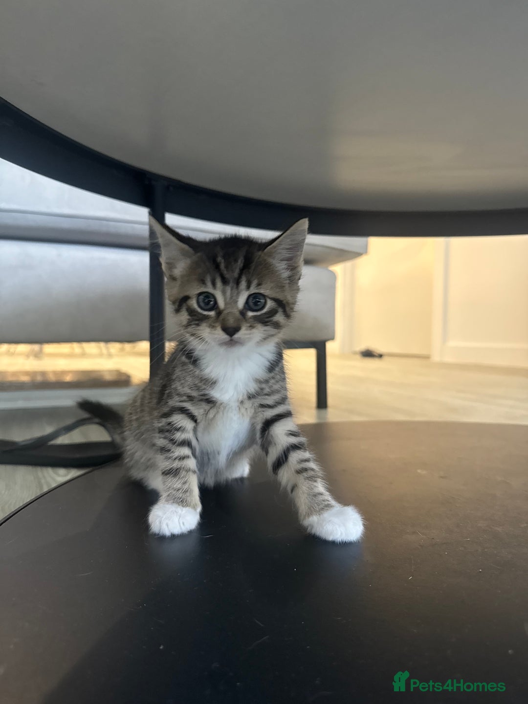 Mixed Breed cats for sale: Mixed Ragdoll / Tabby Adorable Kittens  - Image 7