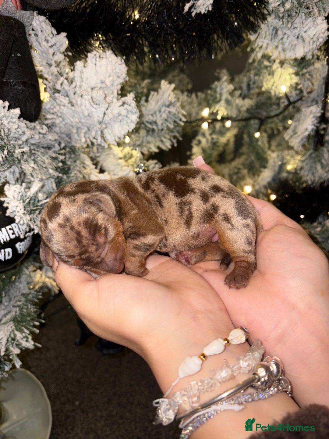 Miniature Dachshund dogs for sale: Miniature dapple daschund puppies for sale - Advert 23