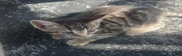 Mixed Breed cats for sale: 3 kittens girls for sale - Advert 19