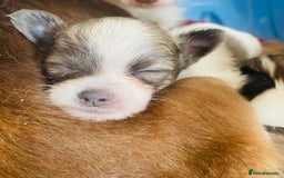 Chihuahua dogs for sale: 2 chihuahua boys left  - Image 16
