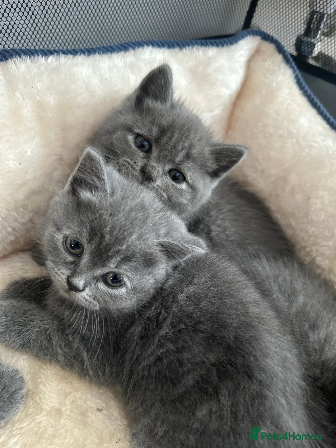British Shorthair cats for sale: Adorable British Shorthair Kittens  - Image 12