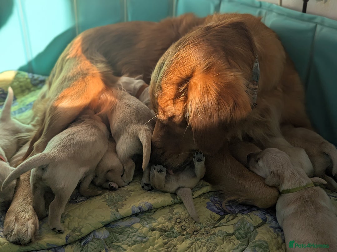 Golden Retriever dogs for sale: Chunky golden pups - Advert 13