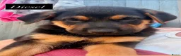 Mixed Breed dogs for sale:  Stunning Rottweiler × German Shepherd Puppies - Advert 11