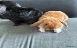 Mini Lop rabbits for sale: Gorgeous Mini Lops  - Image 3