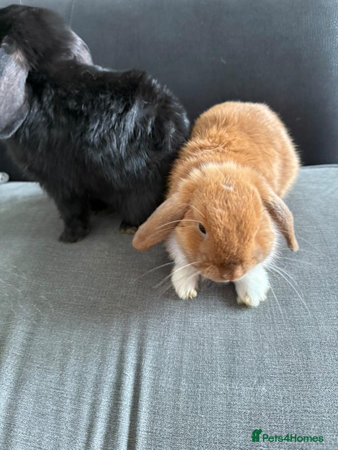Mini Lop rabbits for sale: Gorgeous Mini Lops  - Image 3