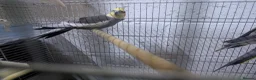 Cockatiels birds for sale:  Cockatiles  - Advert 5