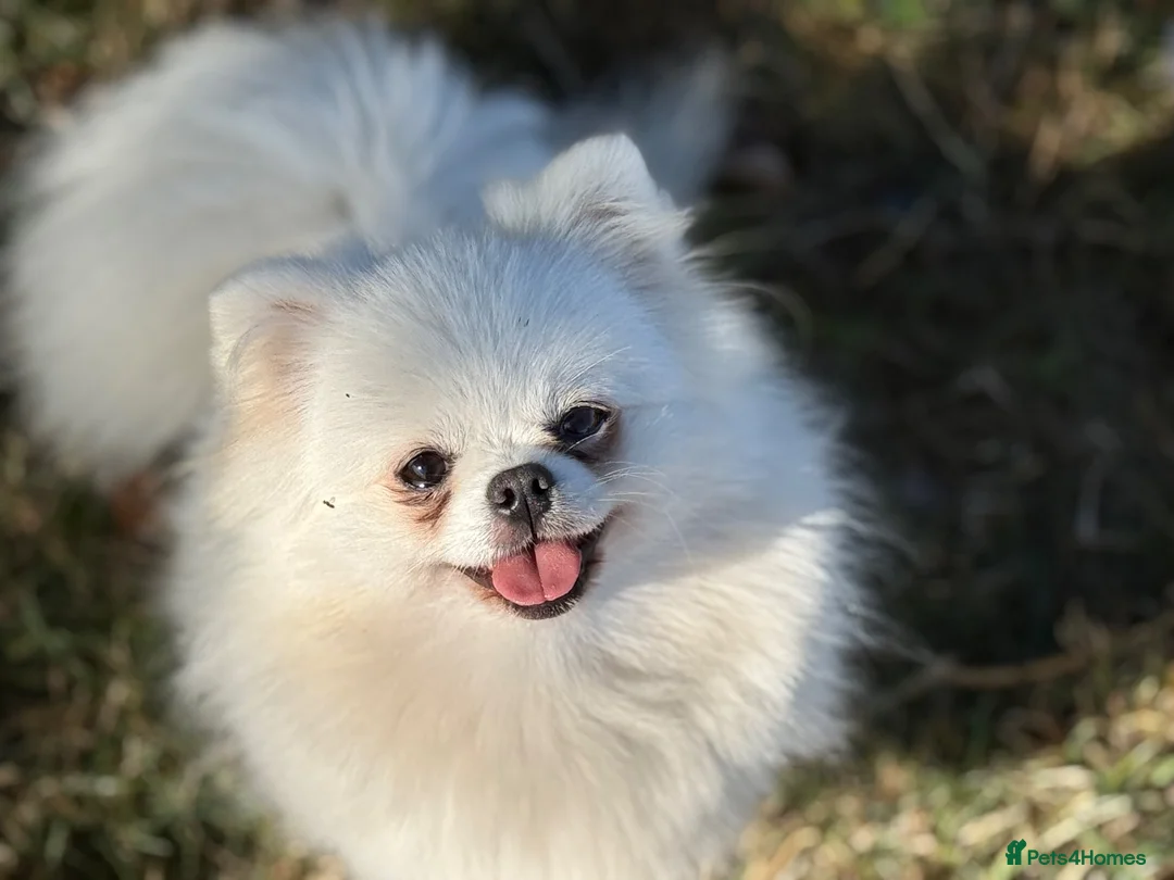 Pomeranian dogs for sale: Sweet little pups  - Advert 15