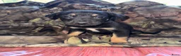 Belgian Shepherd Dog dogs for sale: Belgian malinos pups in Knottingley - Advert 7
