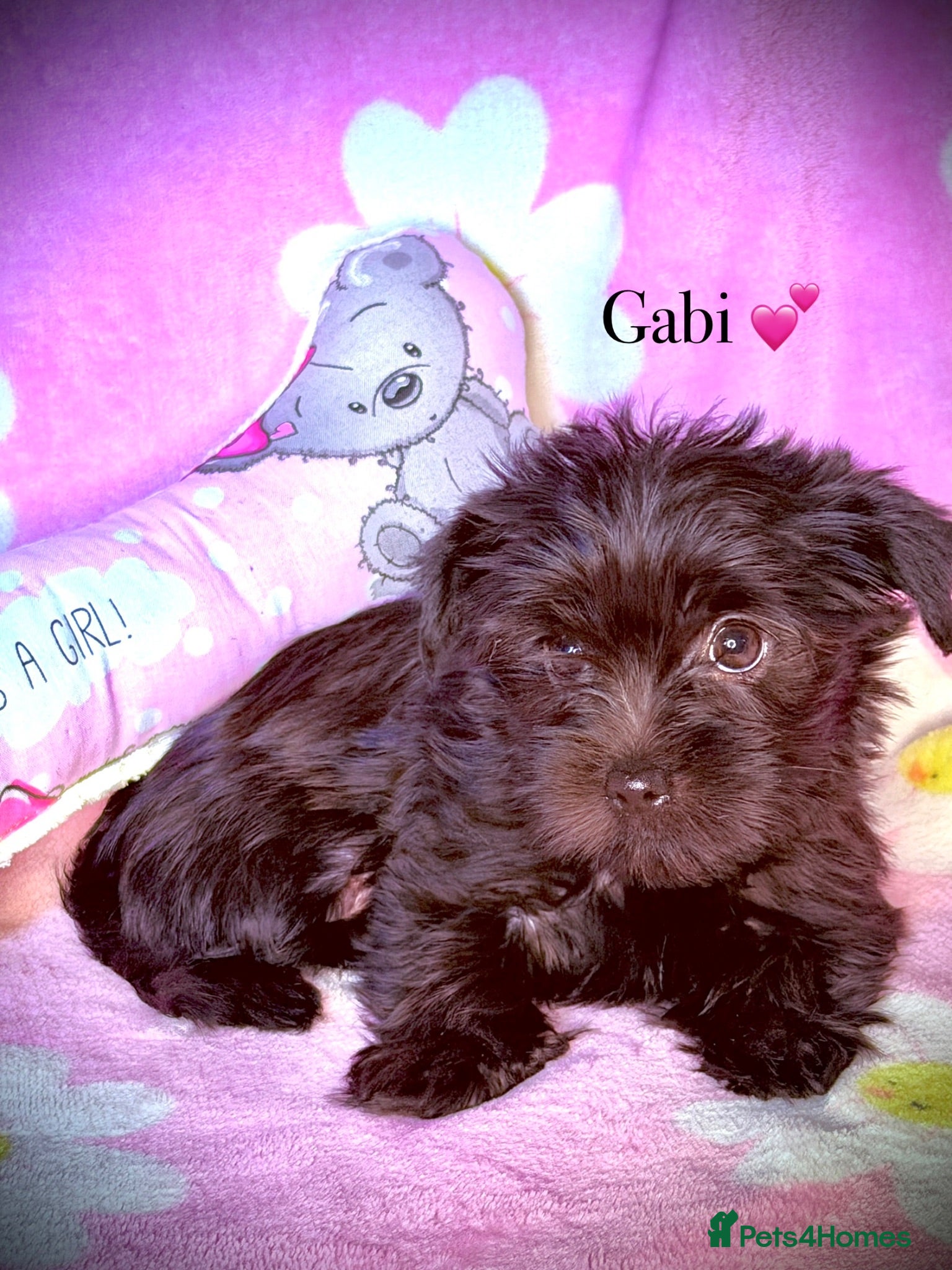 Yorkshire Terrier dogs Girls-Black Gorgeous Yorkshire Terrier-Ready 14.08 - Advert 18