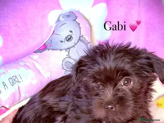 Yorkshire Terrier dogs Girls-Black Gorgeous Yorkshire Terrier-Ready 14.08 - Advert 18
