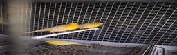 Canaries birds for sale: Cnarries  for sale  - Advert 5