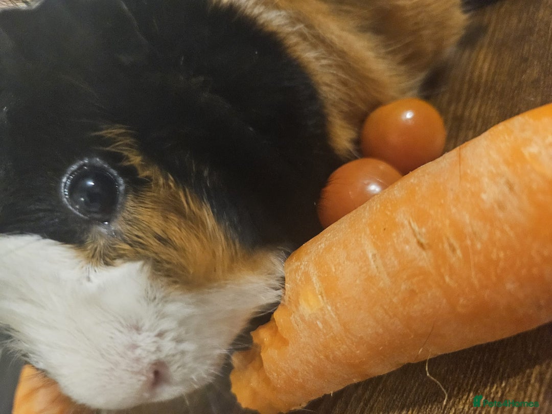 Guinea Pig rodents for sale: 2 x male guinea pigs  - Image 4