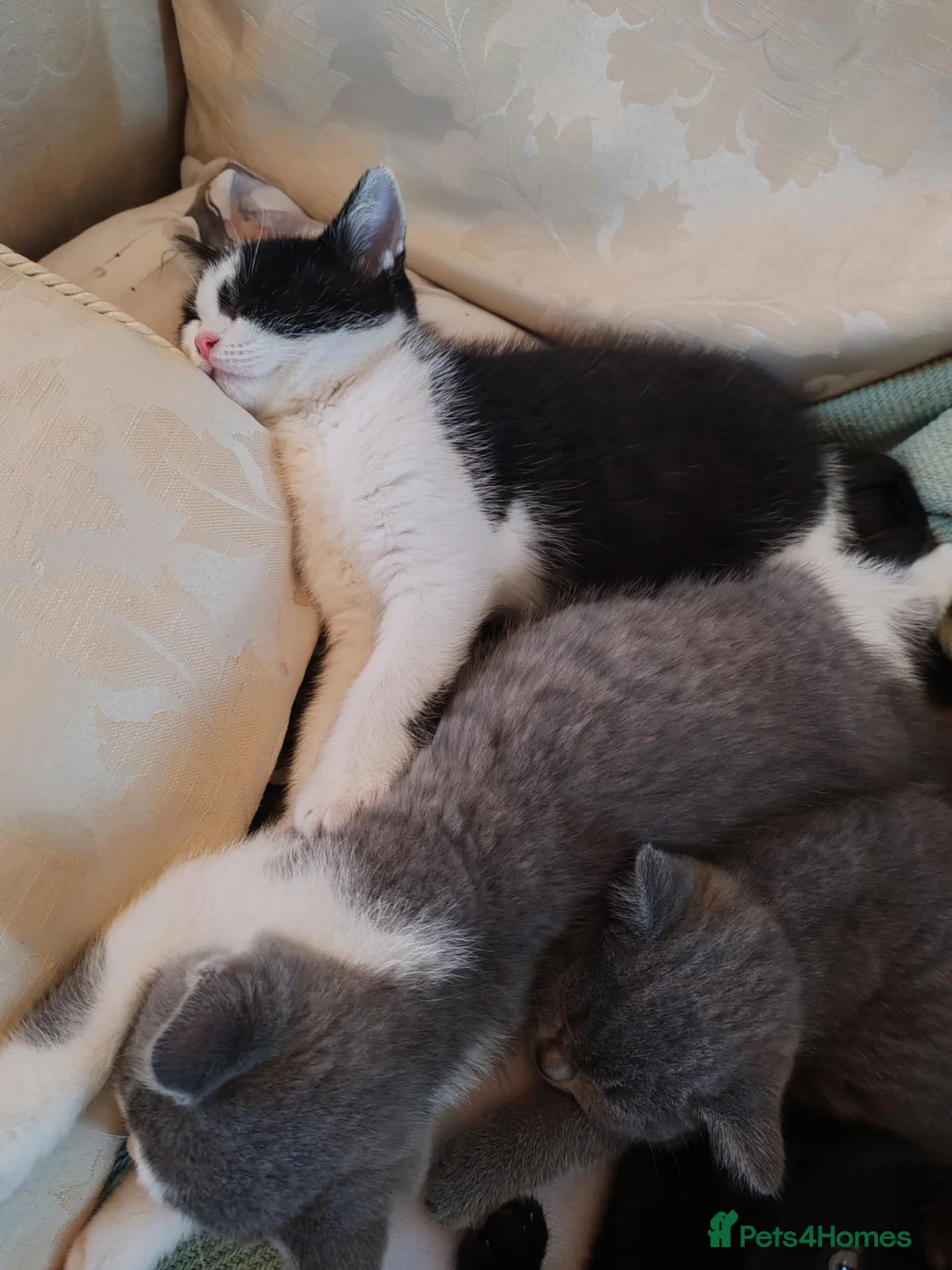 British Shorthair cats for sale: KITTENS ready to leave.  - Advert 2