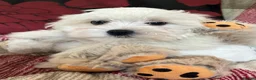 Mixed Breed dogs for sale: shichon x maltese puppies for sale  - Advert 16