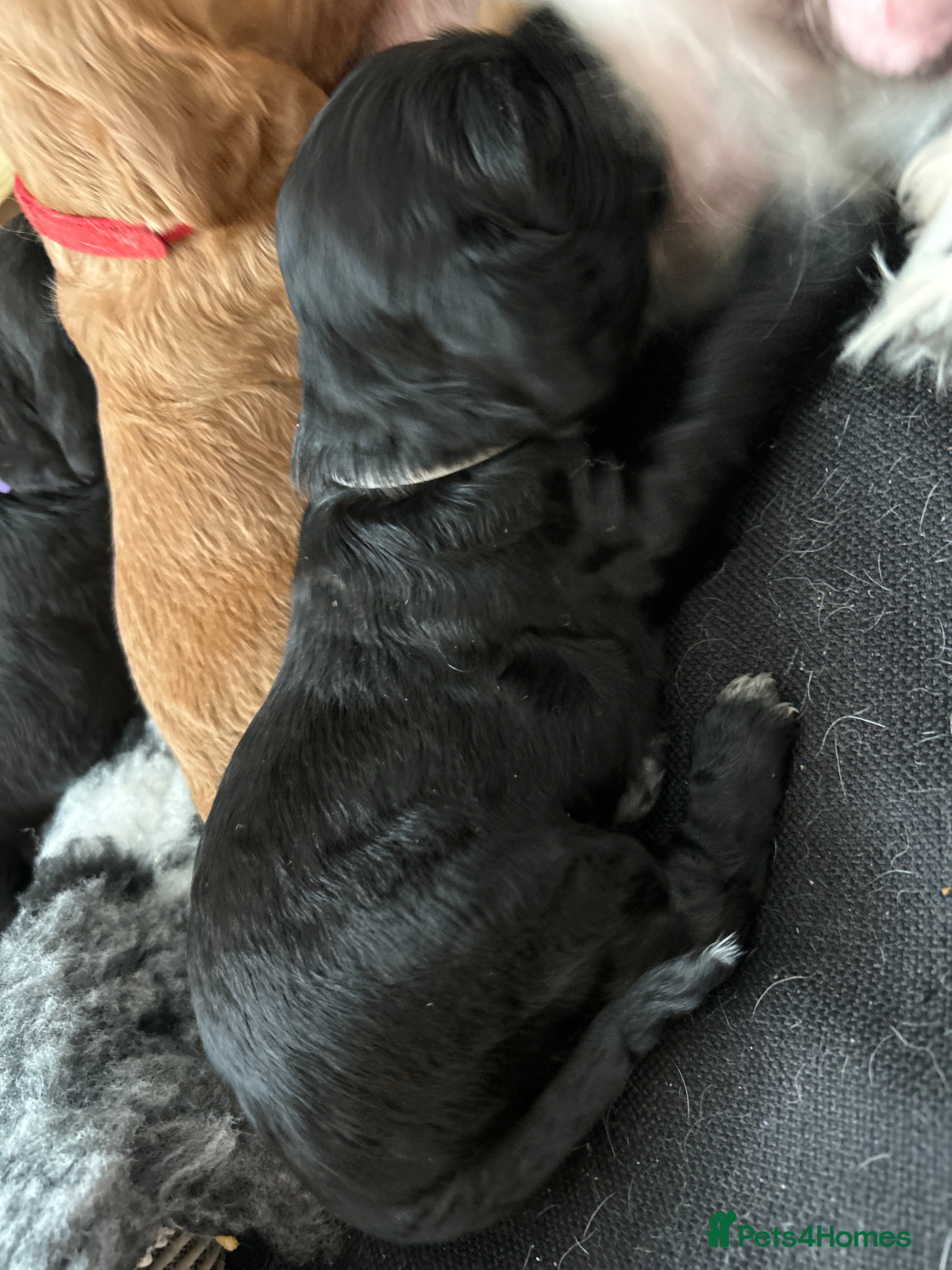 Sprocker dogs Sprocker Spaniel Puppies For Sale - Advert 2