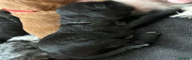 Sprocker 8
