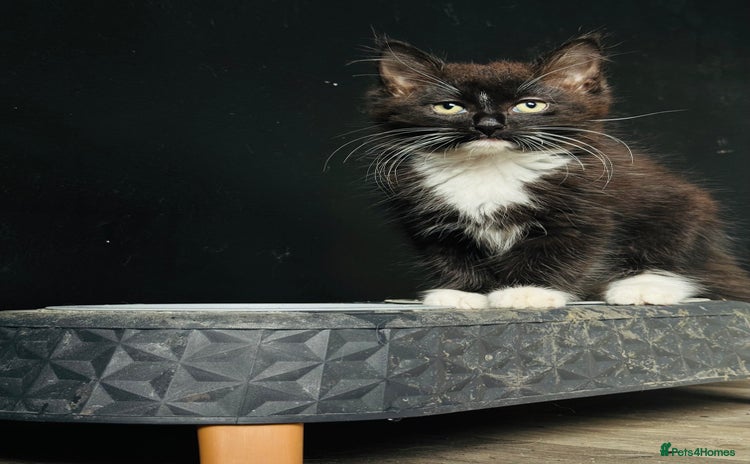 British Longhair cats - Advert 1