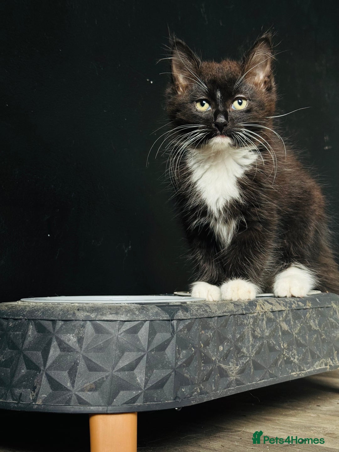 British Longhair cats for sale: Super fluffy kittens READY NOW!!  - Image 1