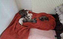 Whippet dogs for sale: Heart and Health checked KC Blue Whippets. - Image 2