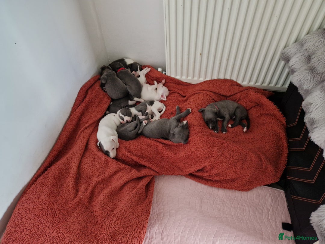 Whippet dogs for sale: Heart and Health checked KC Blue Whippets. - Image 2