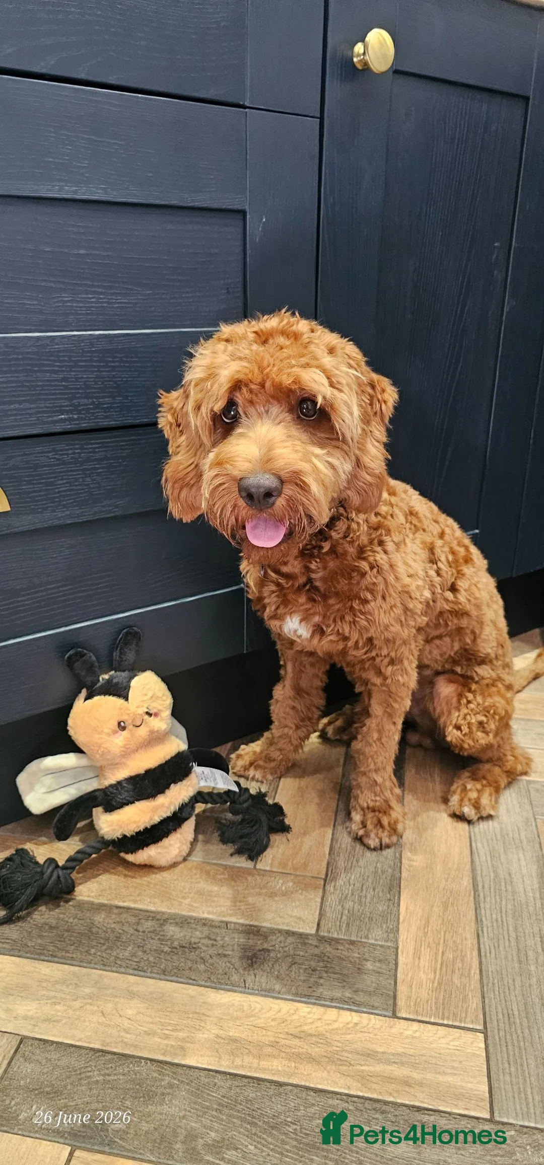 Cockapoo dogs for sale: 7 months old cockapoo F1  - Advert 2