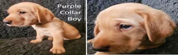 Labrador Retriever dogs for sale: Stunning Red Fox Labs-Health checked, KC Reg, FTCH - Advert 35