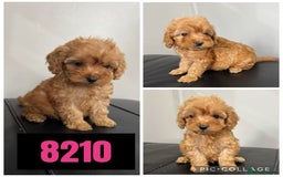 Cockapoo dogs for sale: Beautiful F1 TOY Cockapoos - Image 11