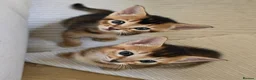 Mixed Breed cats for sale: Unique Abyssinian*Savannah Mix- Not to Miss - Advert 13