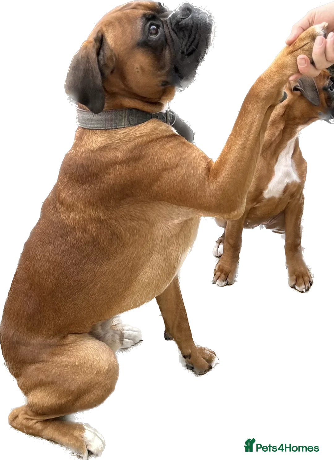 Boxer dogs for stud: Proven Handsome KC reg boxer-Heart score 0 in Tredegar - Advert 6