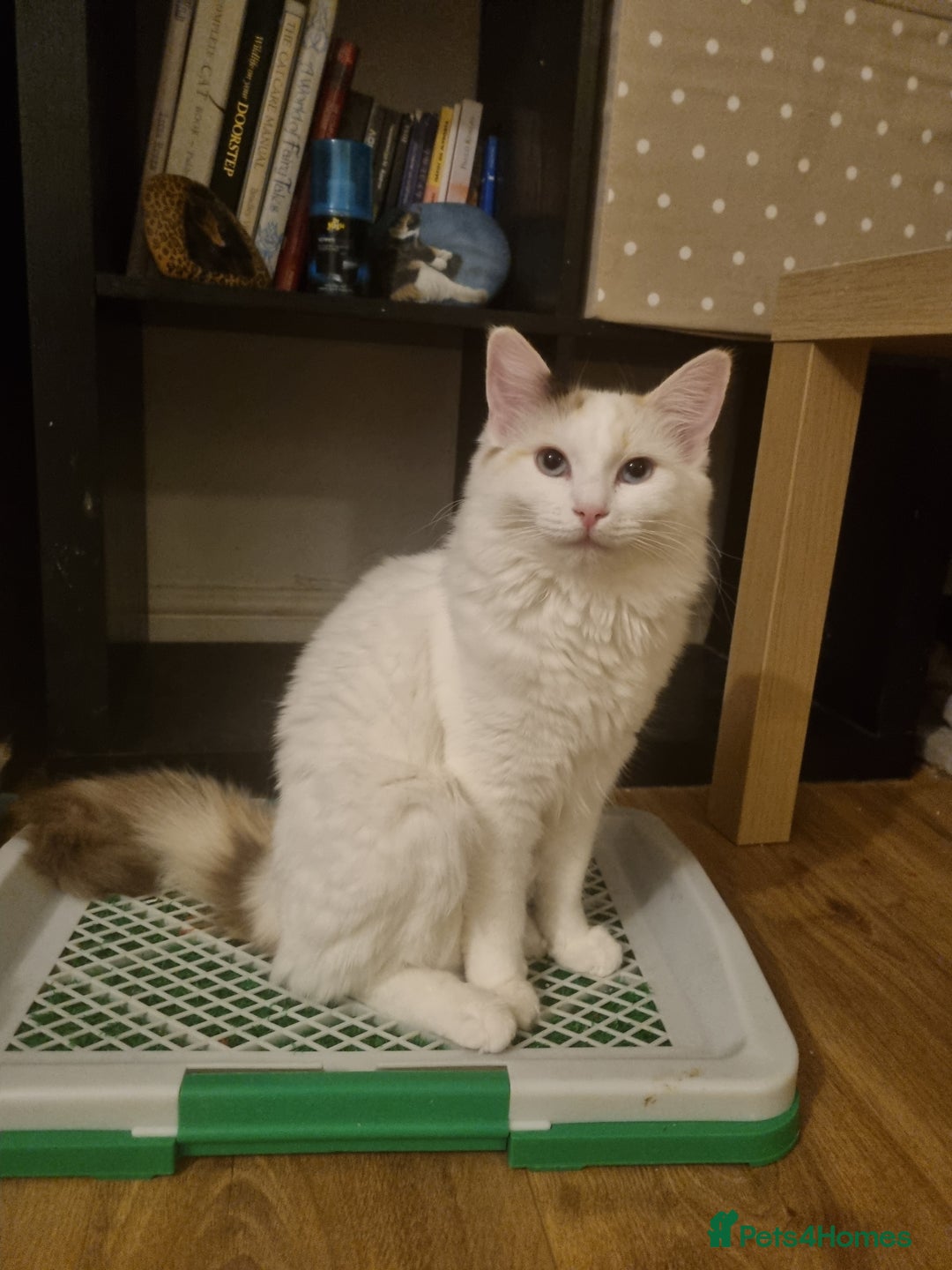 Ragdoll cats for sale: Ragdoll Bicollor girls - Advert 1