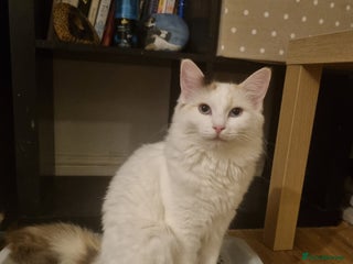 Ragdoll cats Ragdoll Bicollor girls - Advert 1