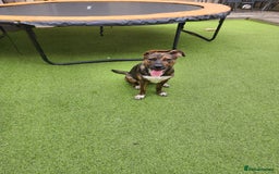 Mixed Breed dogs for sale: 11 month old staffy x Belgian Mali  - Image 9