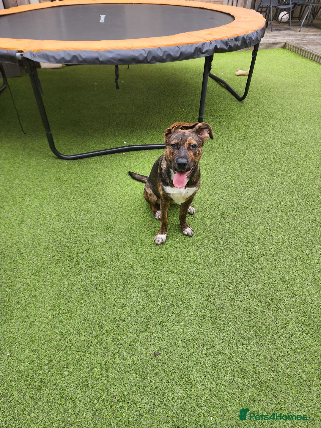 Mixed Breed dogs for sale: 11 month old staffy x Belgian Mali  - Image 9