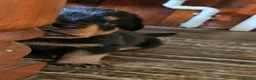 Rottweiler dogs for sale: Strong working line Rottweiler pups for sale in Dartford - Advert 35