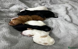 Australian Labradoodle dogs for sale: 6 Gorgeous Australian Labradoodle Puppies - Image 11