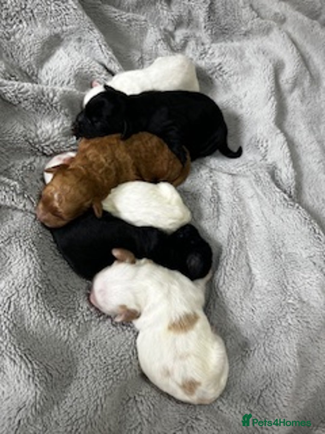 Australian Labradoodle dogs for sale: 6 Gorgeous Australian Labradoodle Puppies - Image 11