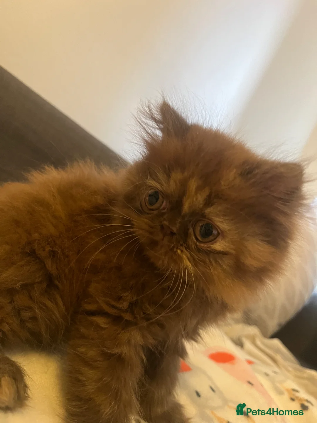 Exotic cats for sale: Beautiful Exotic Female Kitten 🤎 - Advert 2