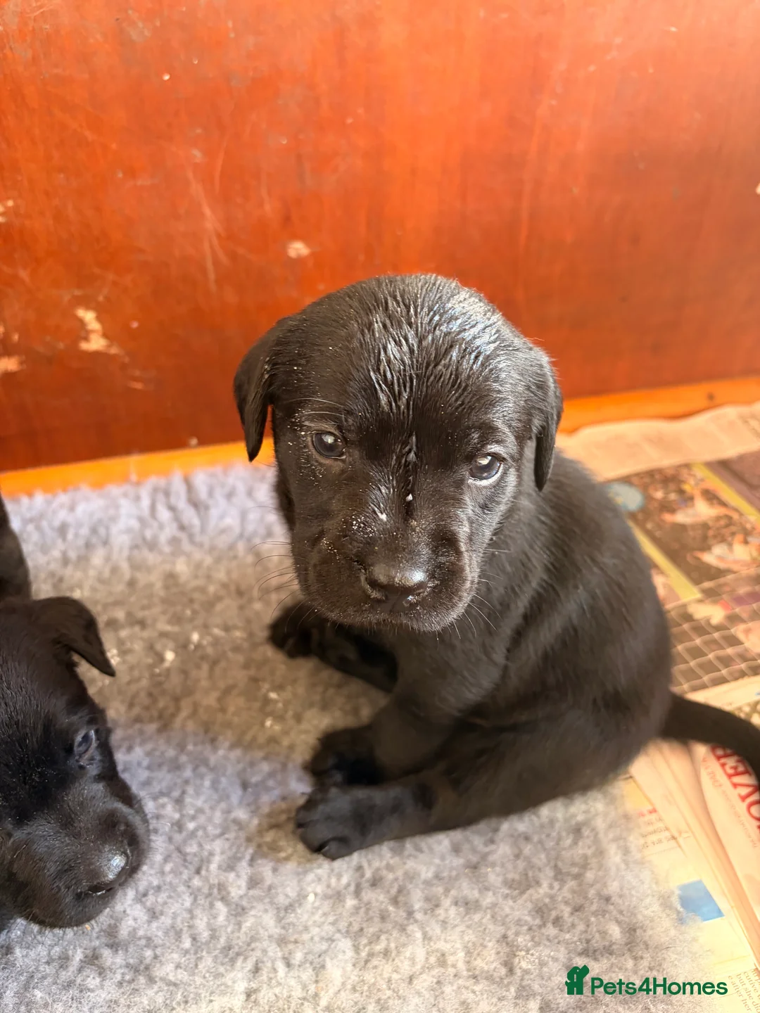Labrador Retriever dogs for sale: Labrador puppies  in Coventry - Advert 2