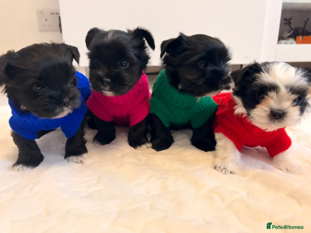Yorkshire Terrier dogs for sale: Beautiful rare black and white Yorkshire Terrier. - Advert 2