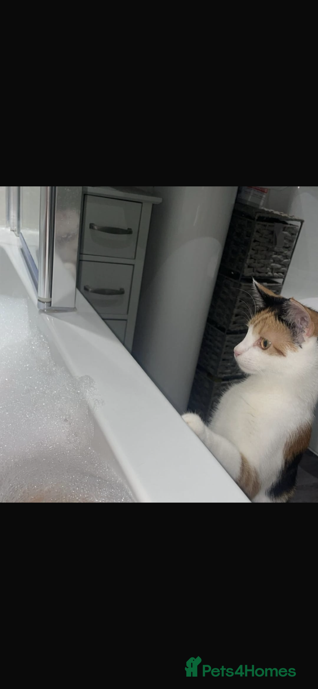 Domestic Shorthair cats for sale: female kitten - Advert 3