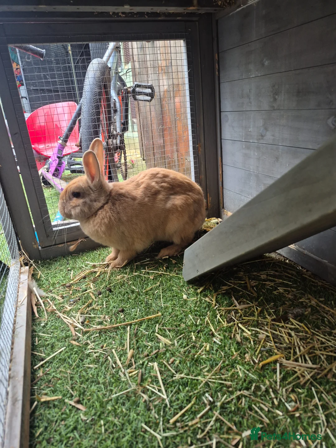 Mixed Breed rabbits for sale: Female mixed breed  in Leeds - Advert 2