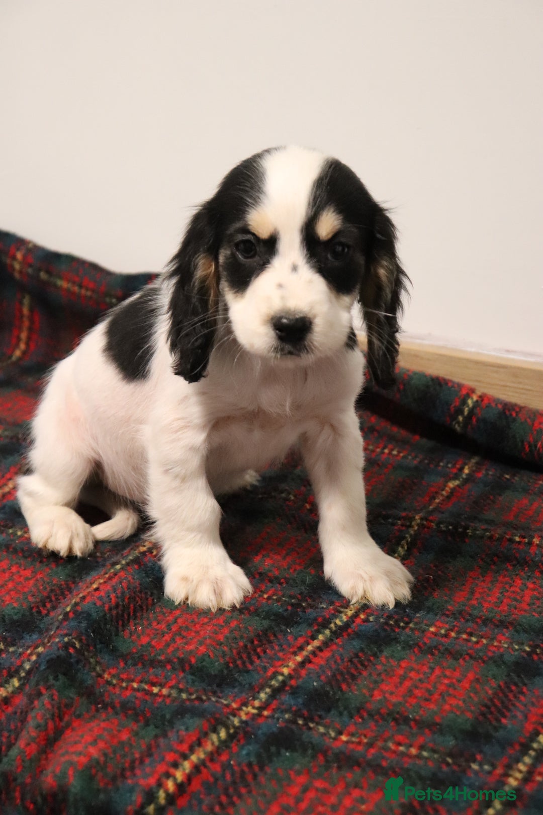 Cocker Spaniel dogs for sale: Stunning Cocker Spaniel Puppies. Now ready.  - Advert 1