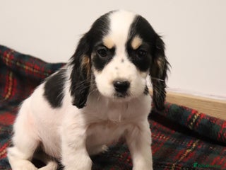 Cocker Spaniel dogs Stunning Cocker Spaniel Puppies. Now ready. - Advert 3