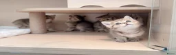 British Shorthair cats for sale: Adorable BSH Golden Shaded (25) Kittens - Advert 2